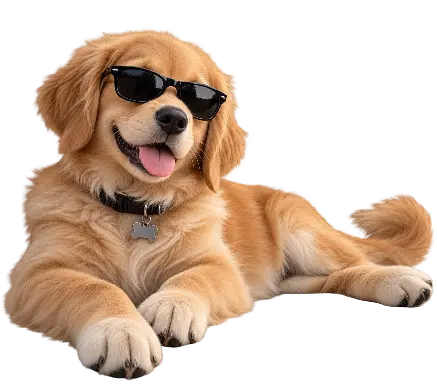 a cat wearing sunglasses